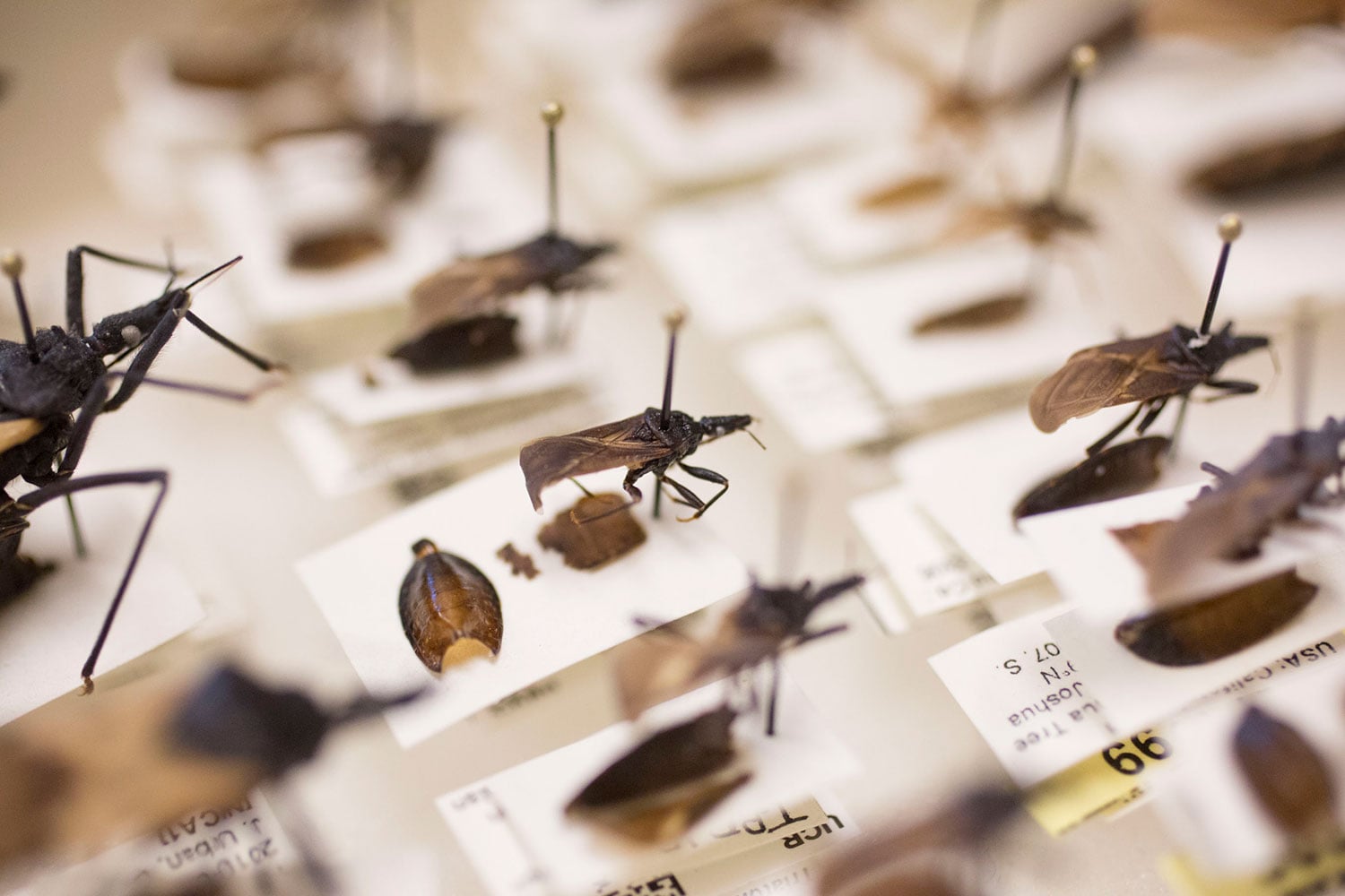 Chagas-Ana-Ferreira7